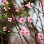 Tết Là Suối Nguồn – Mạch Ngầm Của Tâm Hồn