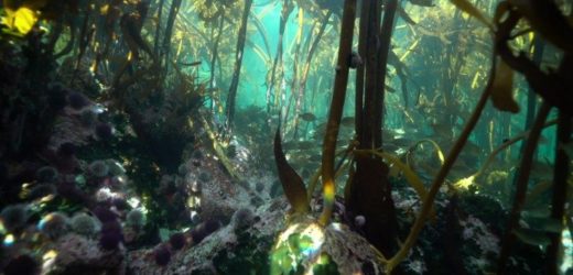 Đức Thánh Cha Mời Gọi Giáo Hội Cử Hành Tuần Lễ Laudato Sì