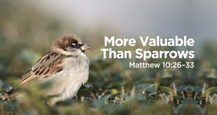 Các Con Đừng Sợ: Bài Ca Ý Lực Sống CN 12 TN Năm A