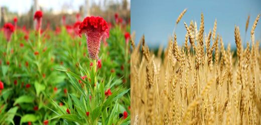 Lúa Mì Và Hoa Mồng Gà