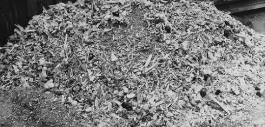 Vàng Bạc Trong Tro Bụi