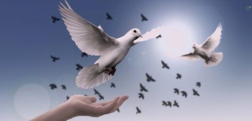 Tổ Chức Pax Christi Của Ý Tổ Chức Đại Hội