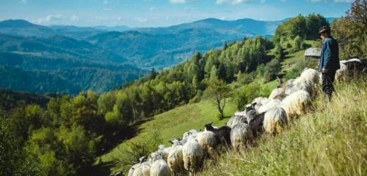 Trang Trại Chim Sẻ Của Gia Đình Anh Dan Và Chị Whitney Belprez