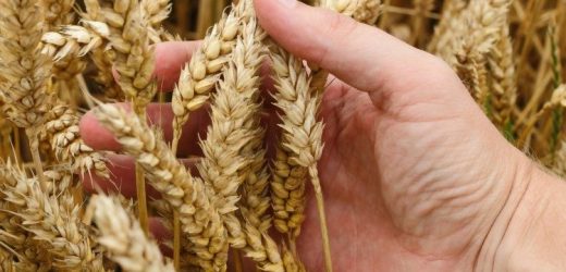 Đức Thánh Cha Gửi Sứ Điệp Nhân Ngày Lương Thực Thế Giới Lần Thứ 44