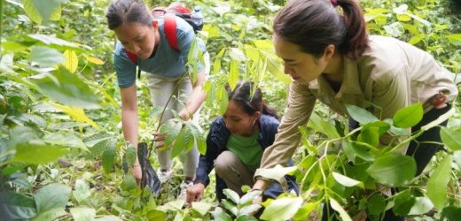 “Hạt Giống Của Hòa Bình Và Hy Vọng”: Chủ Đề Cho Ngày Thế Giới Cầu Nguyện Cho Việc Chăm Sóc Thụ Tạo Năm 2025