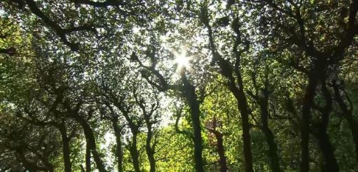 ĐTC Lêô Kêu Gọi Hành Động Cho Việc Chăm Sóc Thụ Tạo