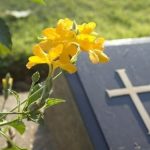 Mạc khải Kinh Thánh Về Sự Chết – Dưới Ánh Sáng Lời Chúa (Bài 148)