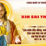 Chúa Nhật XI Thường Niên, Năm A (14.06.2026) – Xin Sai Thợ Gặt (Mt 9,36 – 10,8)