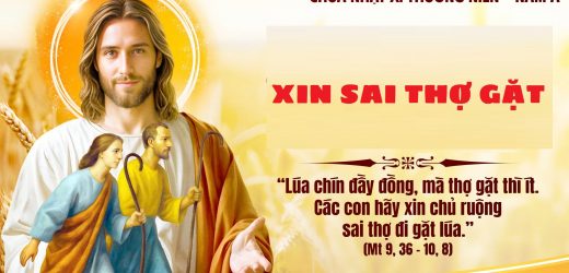 Chúa Nhật XI Thường Niên, Năm A (14.06.2026) – Xin Sai Thợ Gặt (Mt 9,36 – 10,8)