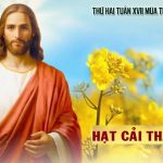 27.07.2026 – Thứ Hai Tuần XVII Thường Niên, Năm A – Hạt Cải Thành Cây (Mt 13,31-35)