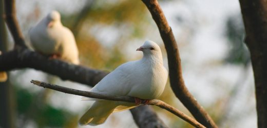 Ý Nghĩa Của Việc Trở Nên Khôn Ngoan Như Rắn Và Đơn Sơ Như Bồ Câu